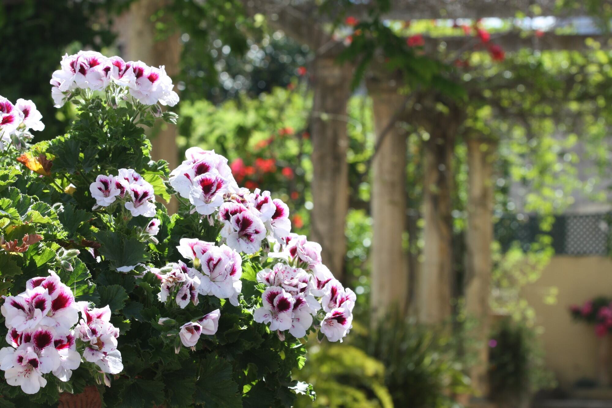 Hotel Salvia photo 9